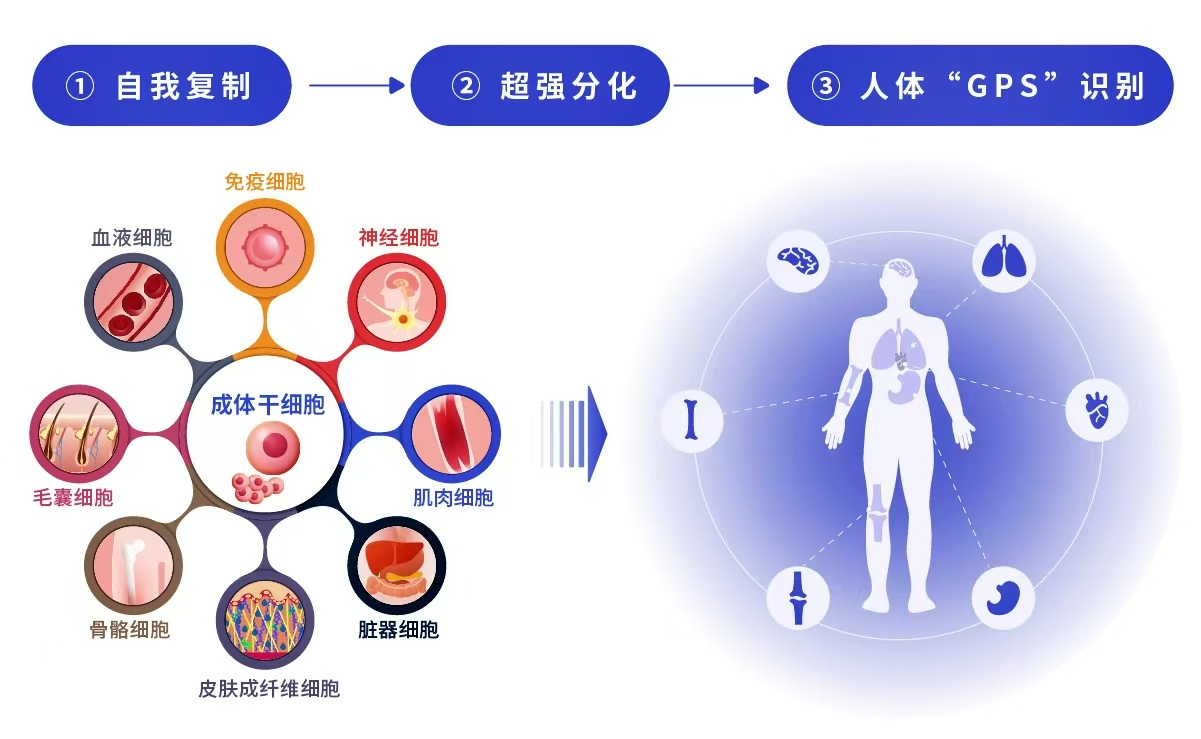 再生医学论坛： 再生医学实践与道家理念及中医哲学的高度契合
